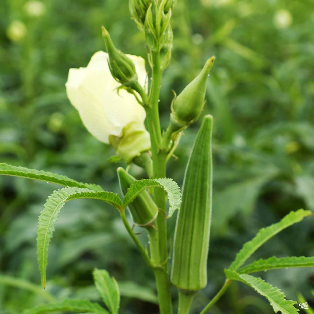 Okra 'Clemson Spineless' — Green Acres Nursery & Supply