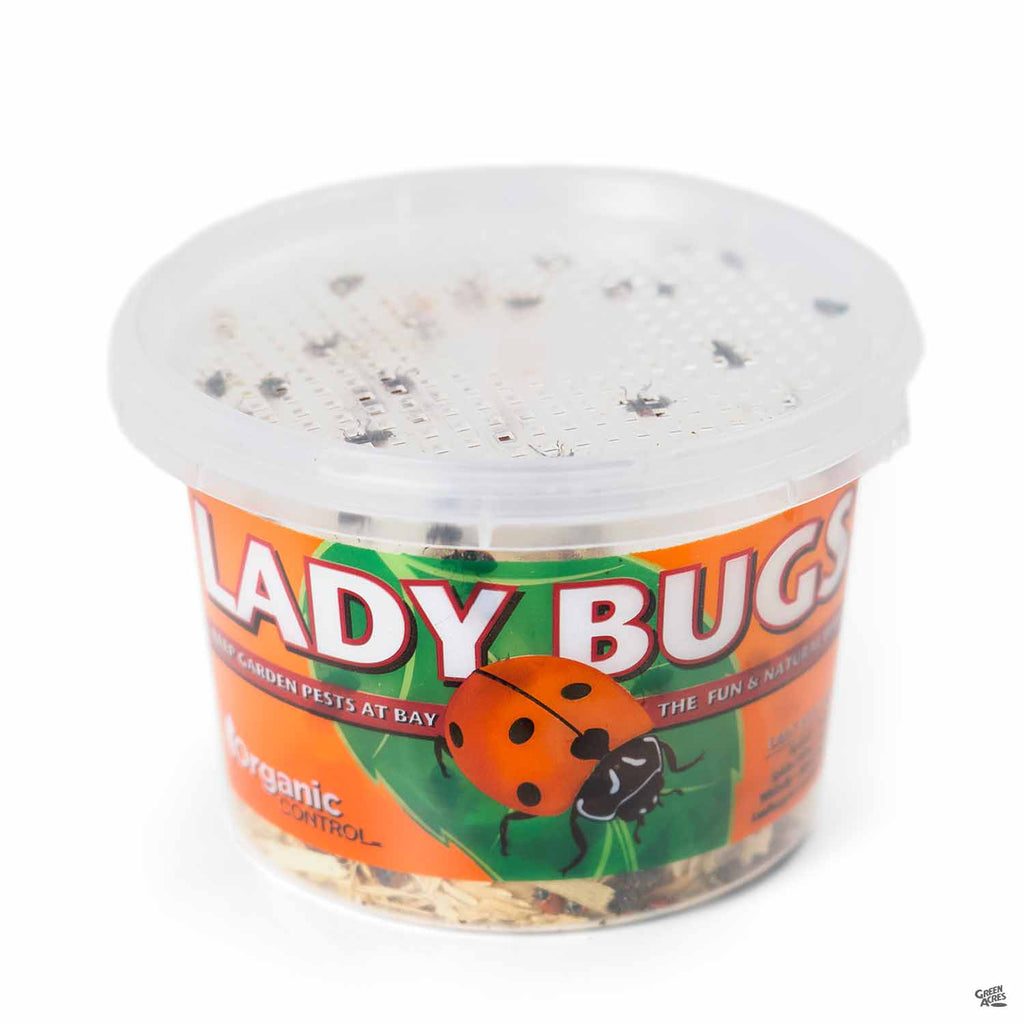 lady bugs for indoor plants Ladybugs — Green Acres Nursery & Supply