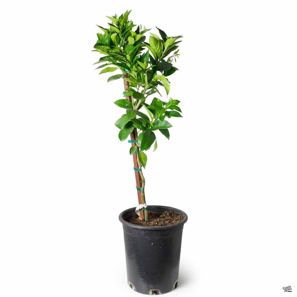 Blood Orange 'Moro', Semi-Dwarf  Green Acres Nursery & Supply