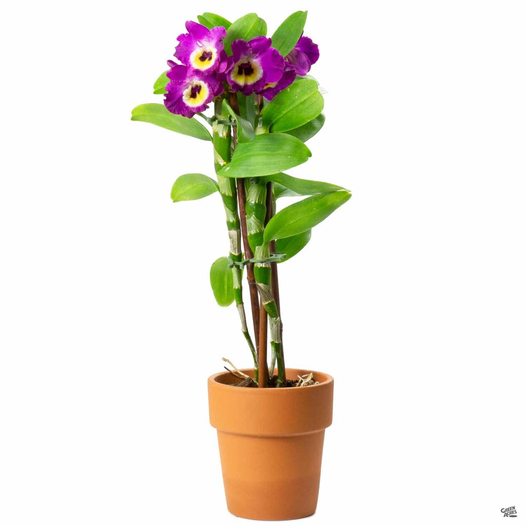 Orchid Dendrobium — Green Acres Nursery & Supply