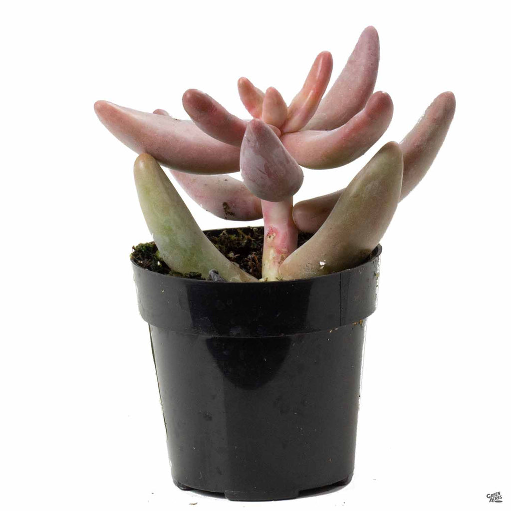ganzhou succulent Pachysedum 'Ganzhou' — Green Acres Nursery & Supply