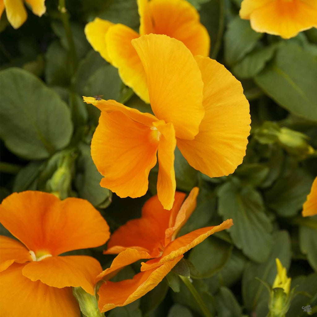 Pansy — Green Acres Nursery & Supply