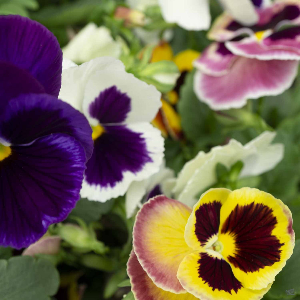 pansy indoor plant Pansy — Green Acres Nursery & Supply
