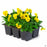Viola Penny Yellow 6-Pack
