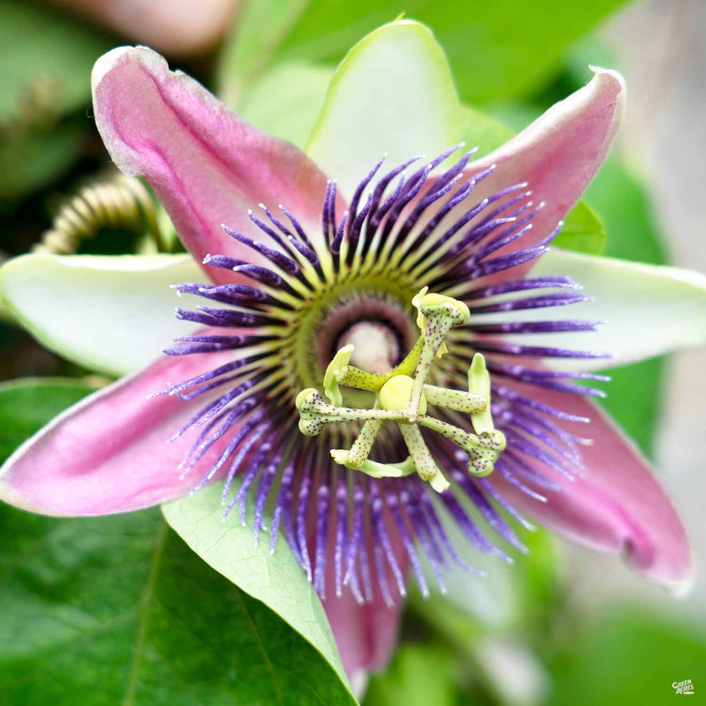 Passion Fruit — Green Acres Nursery & Supply