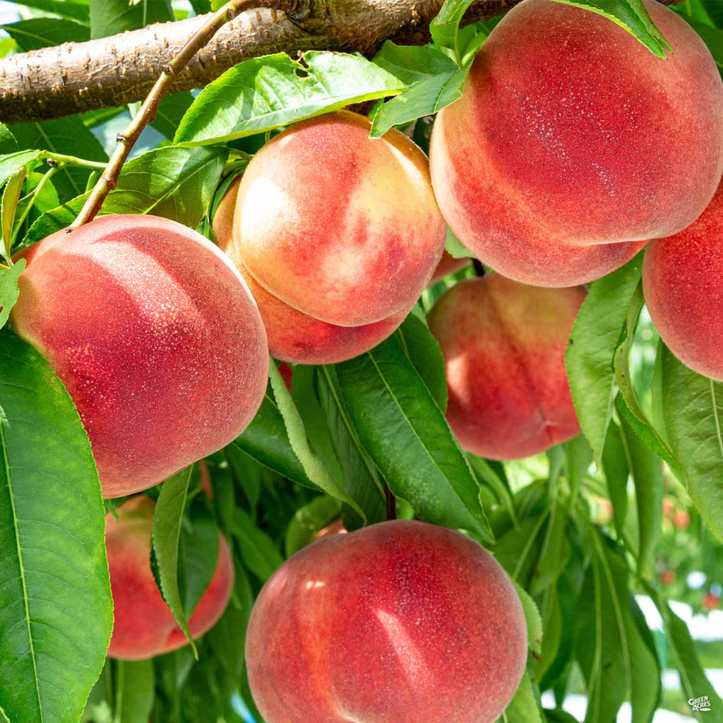 Belle of Georgia Peach