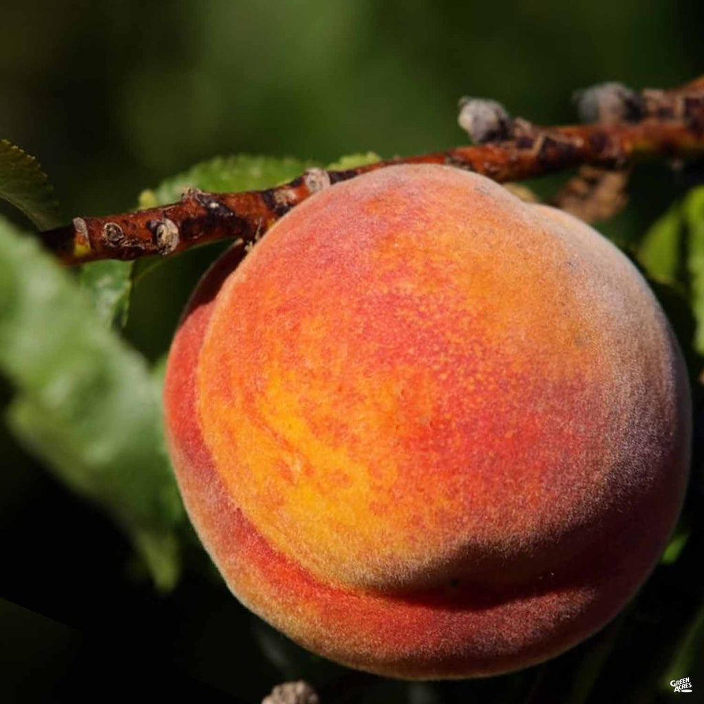 Peach キャスコ フルキャラ オレンジ3ダース Peach 'Gold Dust' Bareroot — Green Acres Nursery & Supply