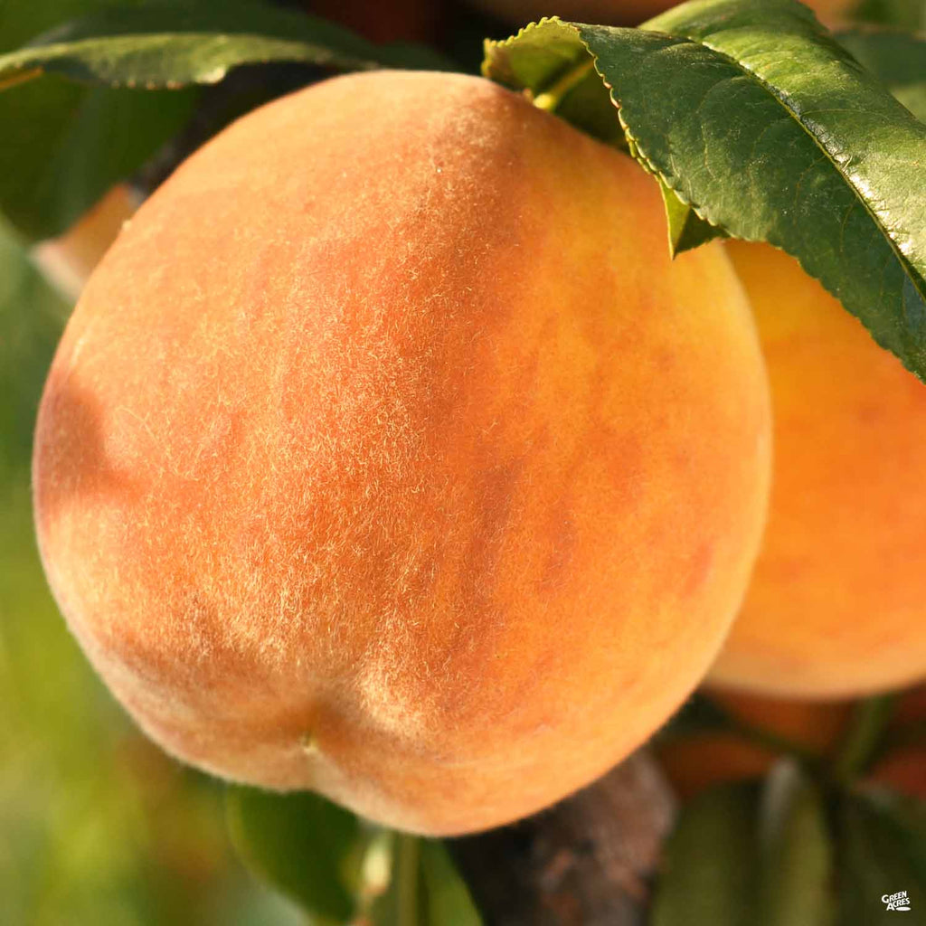 Elberta Peach Tree – Green Thumbs Garden