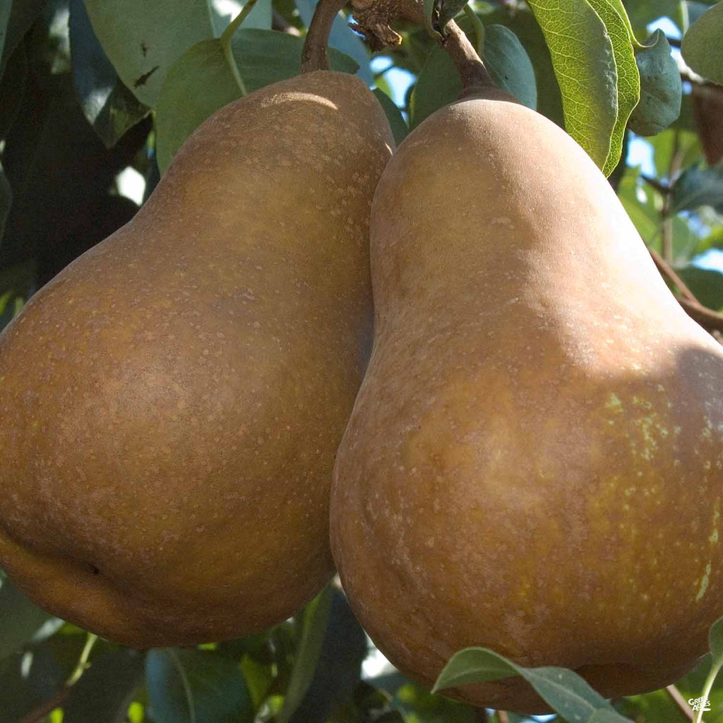 Pears, Bosc – Hometown Produce Company