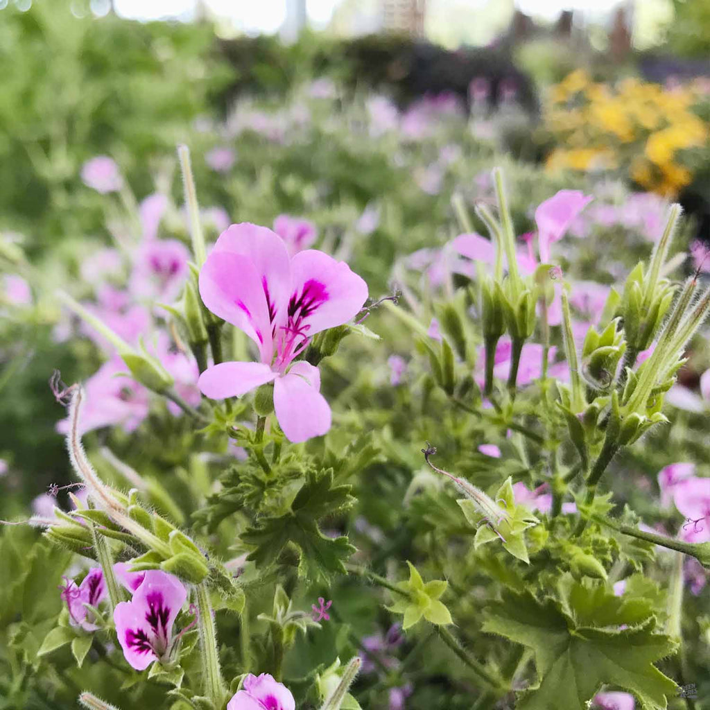 citronella scented geranium seeds Citronella Geranium — Green Acres Nursery & Supply
