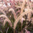 Pennisetum setaceum 'Eaton Canyon'