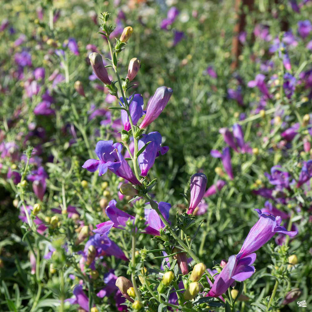 margarita palm plant Foothill Penstemon 'Margarita BOP' — Green Acres Nursery & Supply