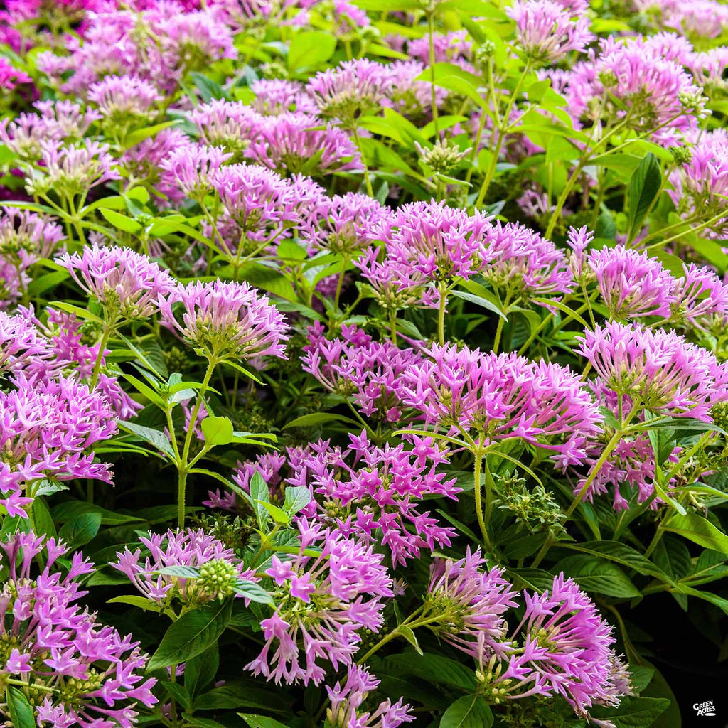 Star Clusters — Green Acres Nursery & Supply