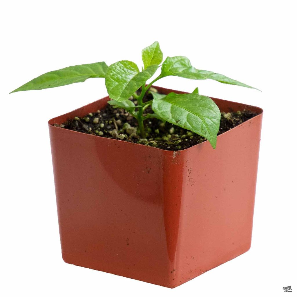 carolina reaper plant pot size Pepper 'Carolina Reaper' — Green Acres Nursery & Supply