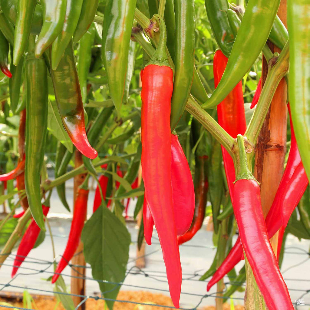 Pepper 'Cayenne' — Green Acres Nursery & Supply