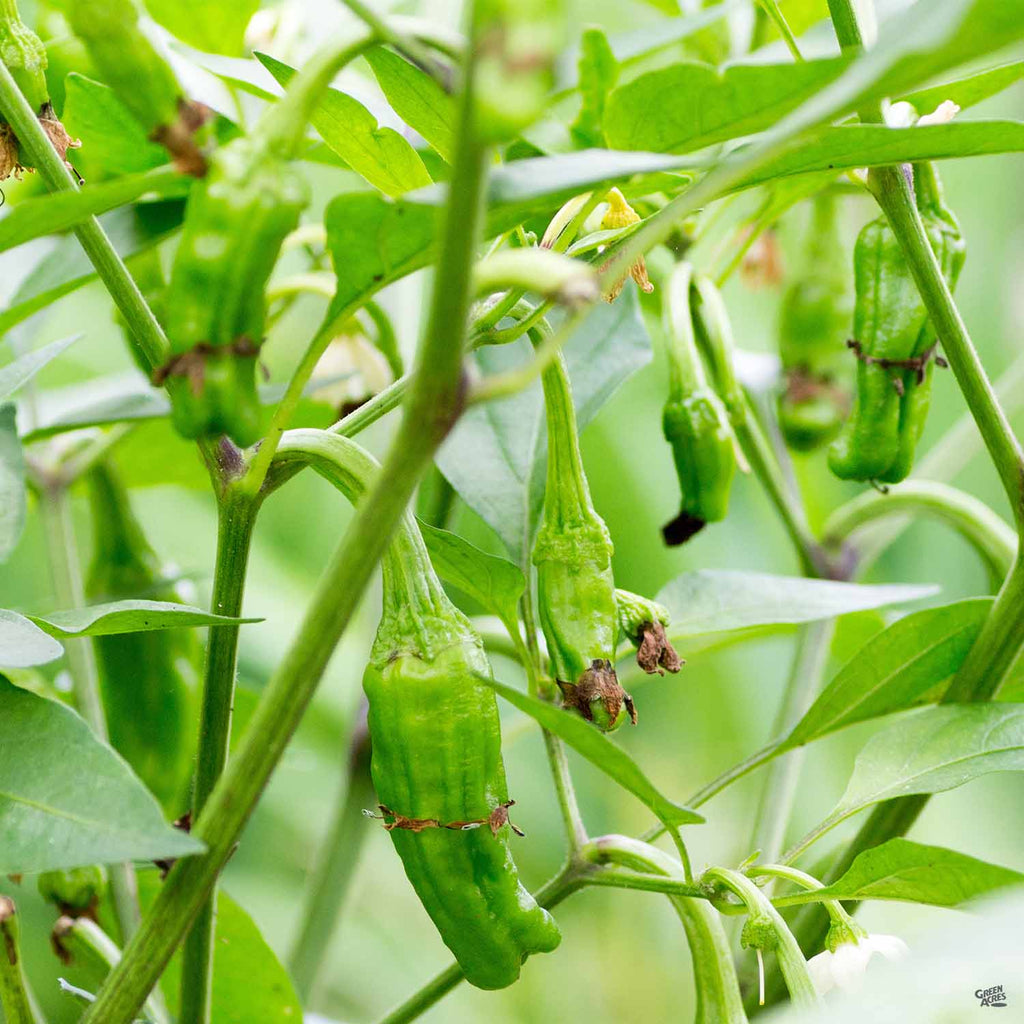 Pepper 'Shishito' — Green Acres Nursery & Supply