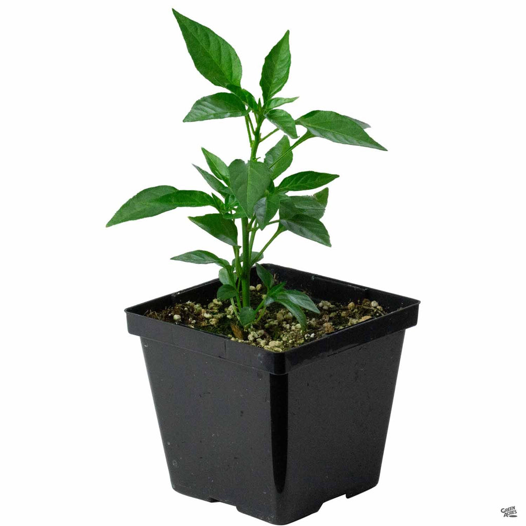 thai pepper plant pot size Pepper 'Thai' — Green Acres Nursery & Supply