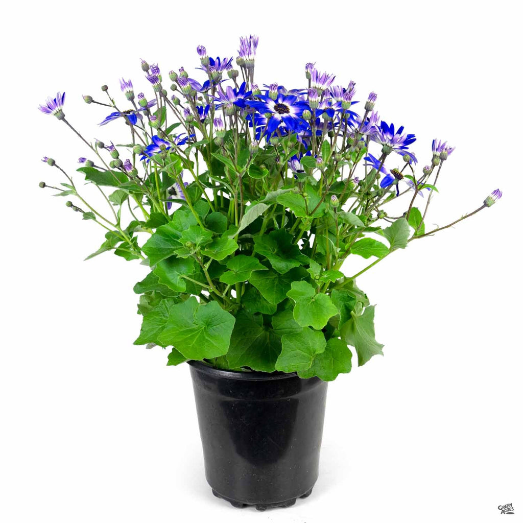 Pericallis 'Senetti' — Green Acres Nursery & Supply