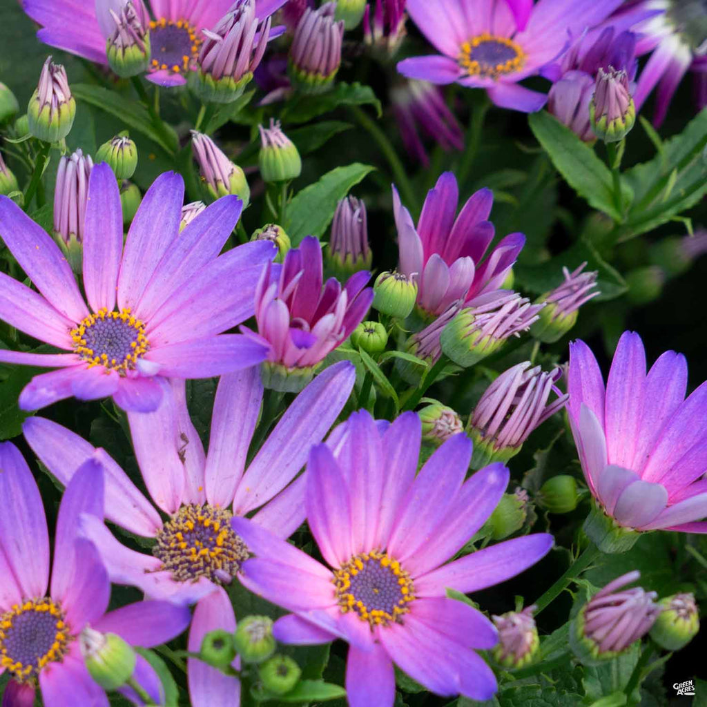 senetti plant seeds Pericallis 'Senetti' — Green Acres Nursery & Supply