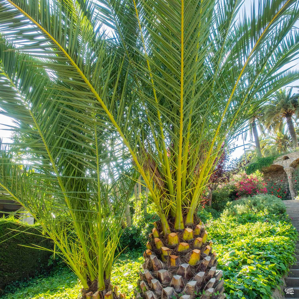 planting canary island date palm seeds Canary Island Date Palm — Green Acres Nursery & Supply