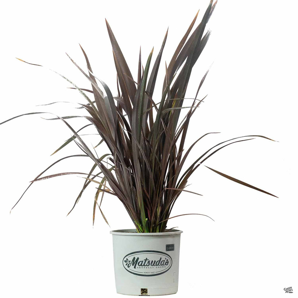 New Zealand Flax 'Dark Delight' | Matsuda's — Green Acres Nursery