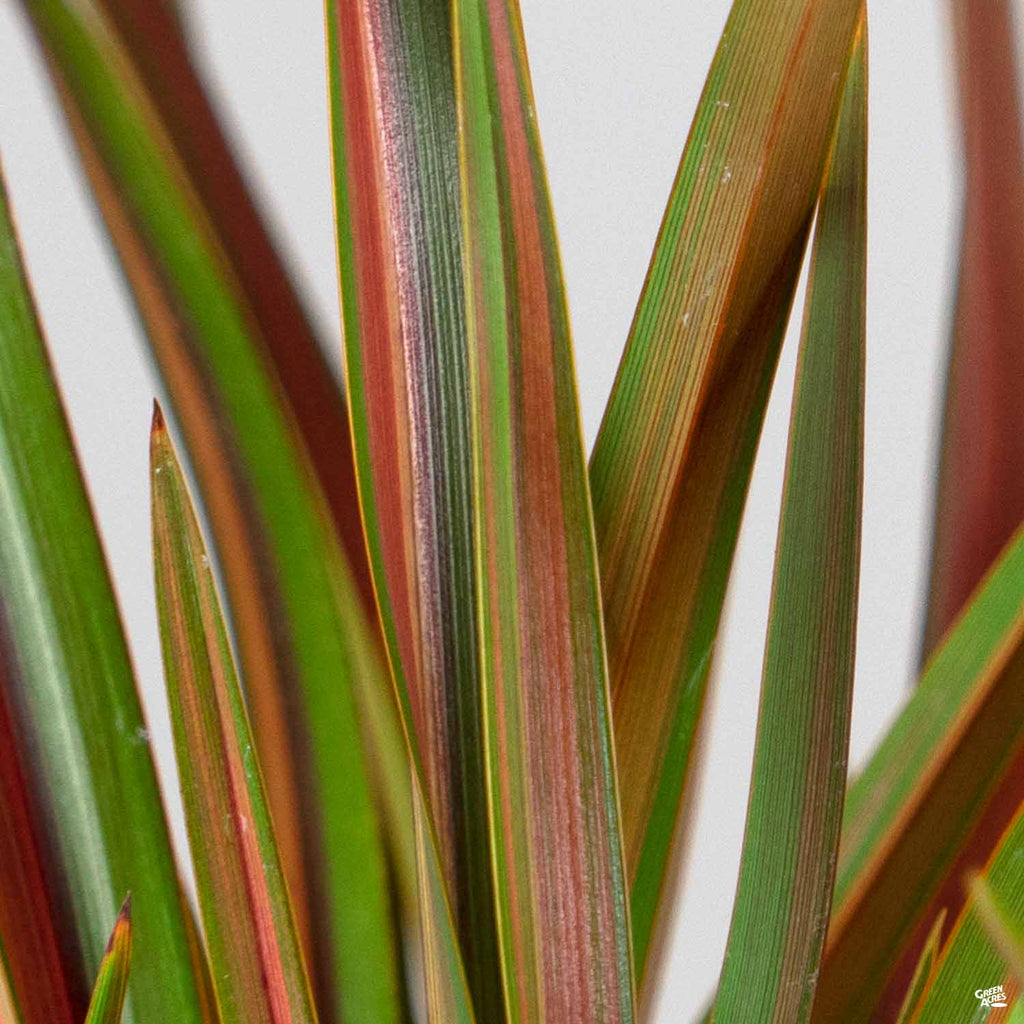 New Zealand Flax 'Jester' — Green Acres Nursery & Supply
