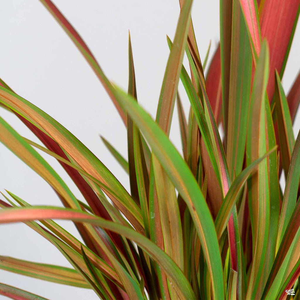 Phormium_Jester_1024x1024.jpg?