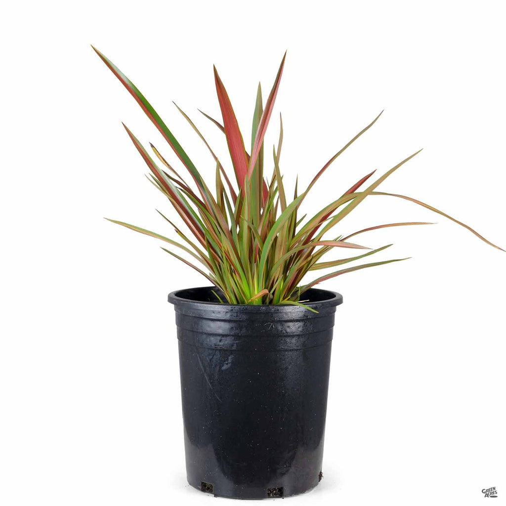 New Zealand Flax 'Jester' — Green Acres Nursery & Supply