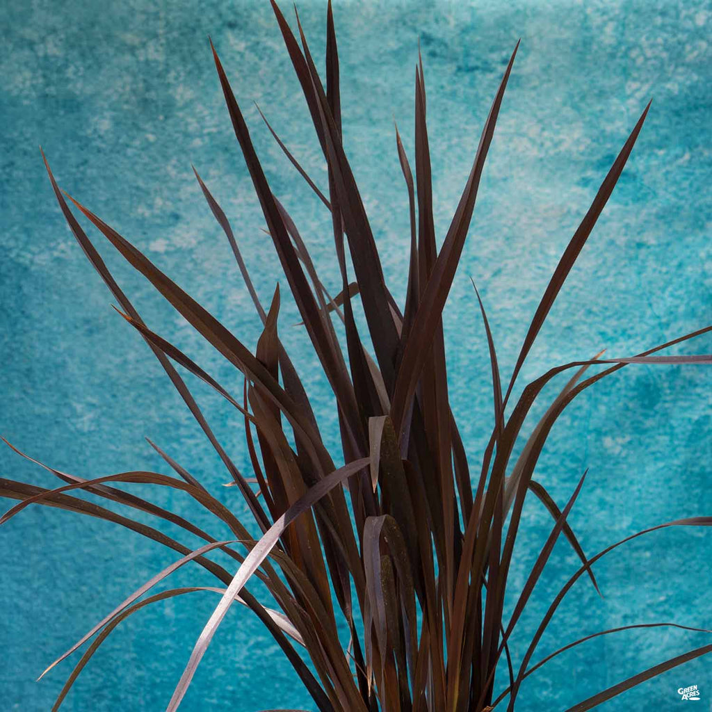 New Zealand Flax 'Mat's Merlot' Matsuda's — Green Acres Nursery & Supply