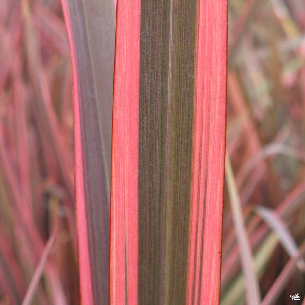 New Zealand Flax 'Sundowner' | Matsuda's — Green Acres Nursery