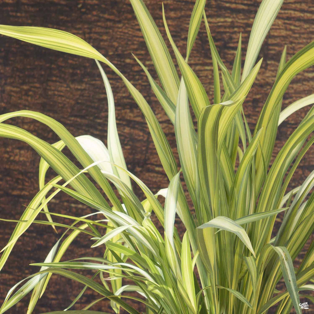 New Zealand Flax 'Yellow Wave' — Green Acres Nursery & Supply