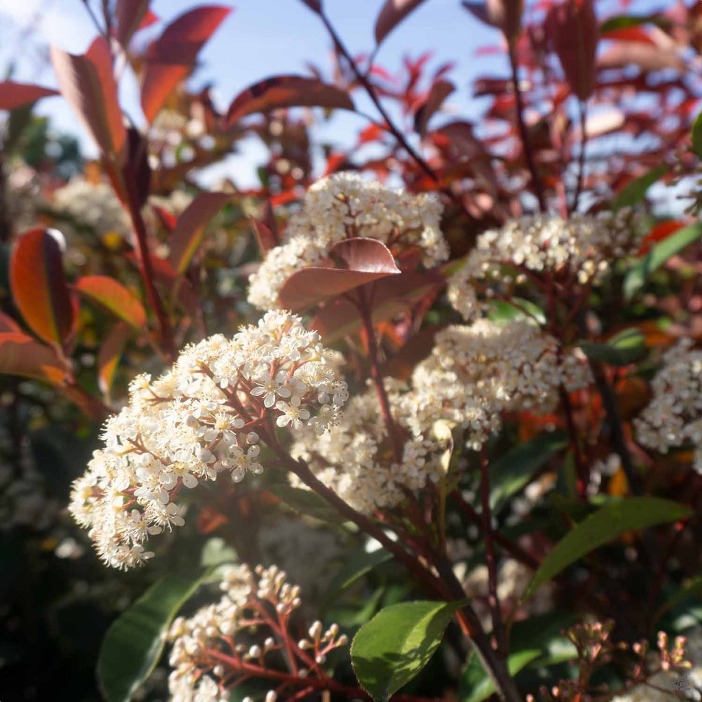 Photinia 'Red Robin' Mini Topiary Standard 25/30cm