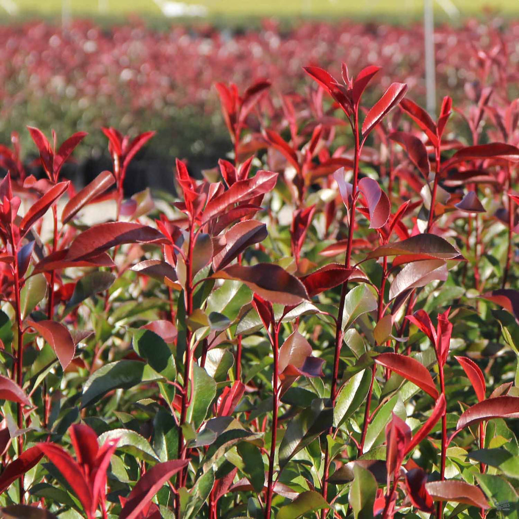 Photinia 'Red Robin' Mini Topiary Standard 25/30cm