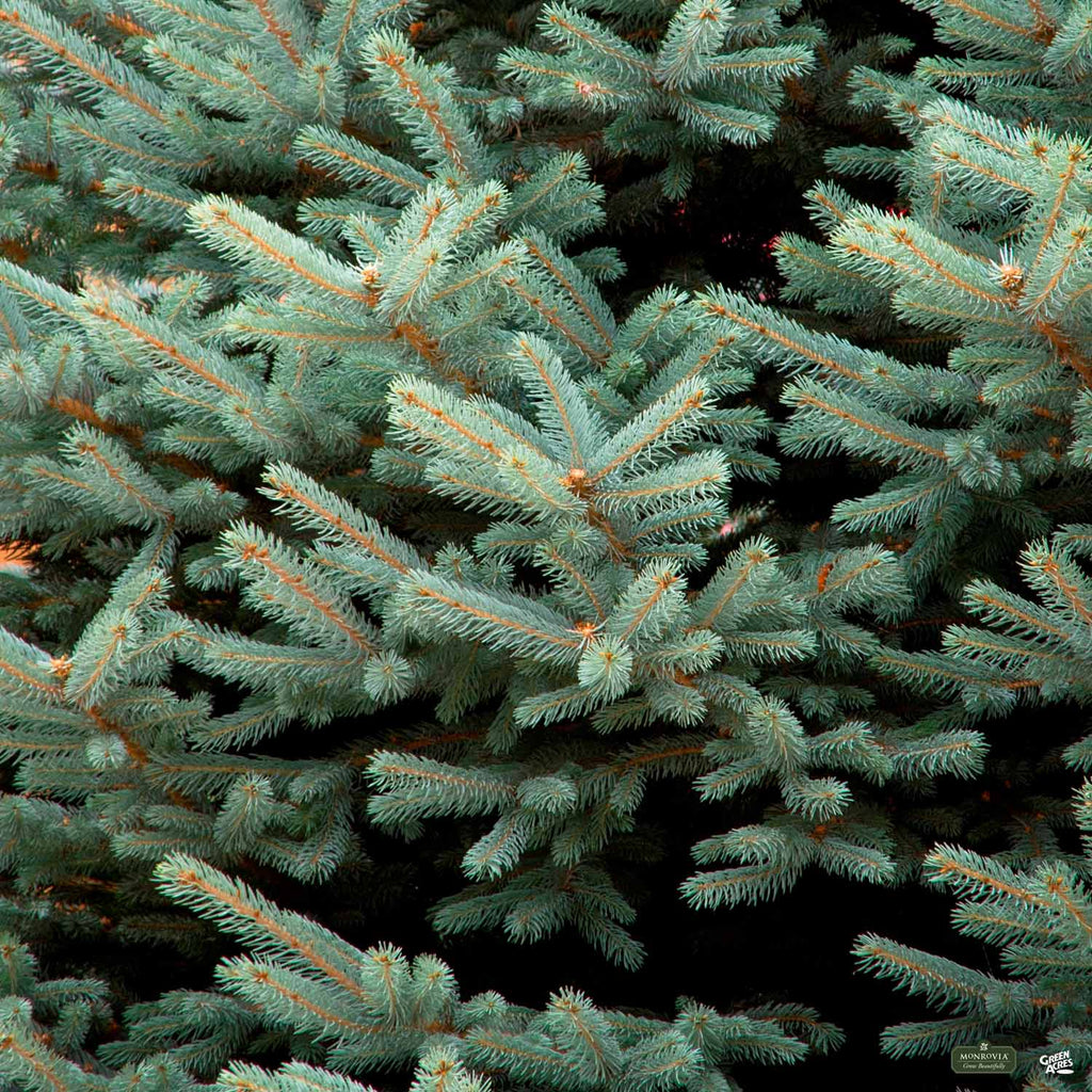 Blue Spruce 'Fat Albert' — Green Acres Nursery & Supply