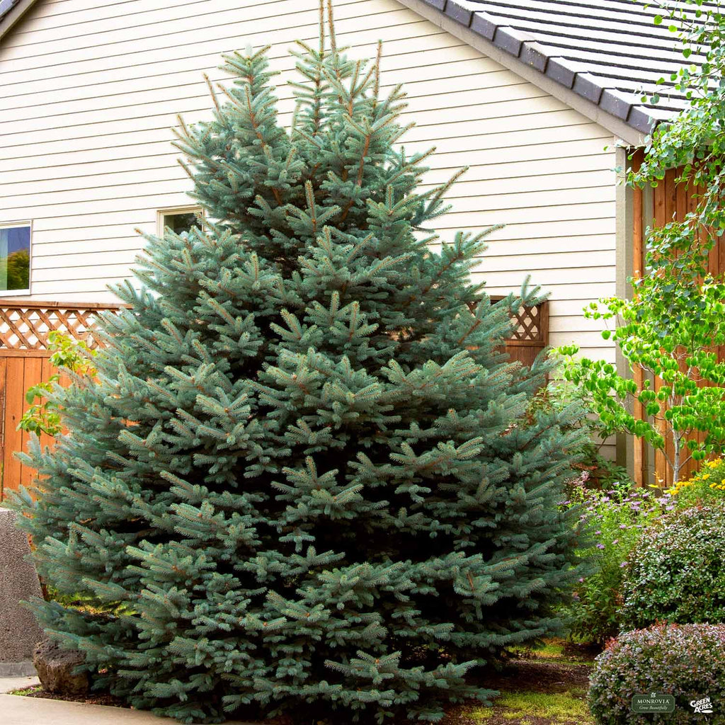 Picea_Spruce_FatAlbertColorado