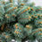Globe Colorado Blue Spruce