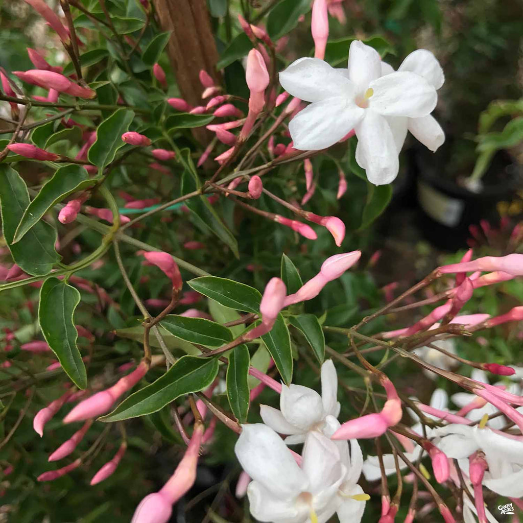 jasmine house plant Pink Jasmine Stake — Green Acres Nursery & Supply