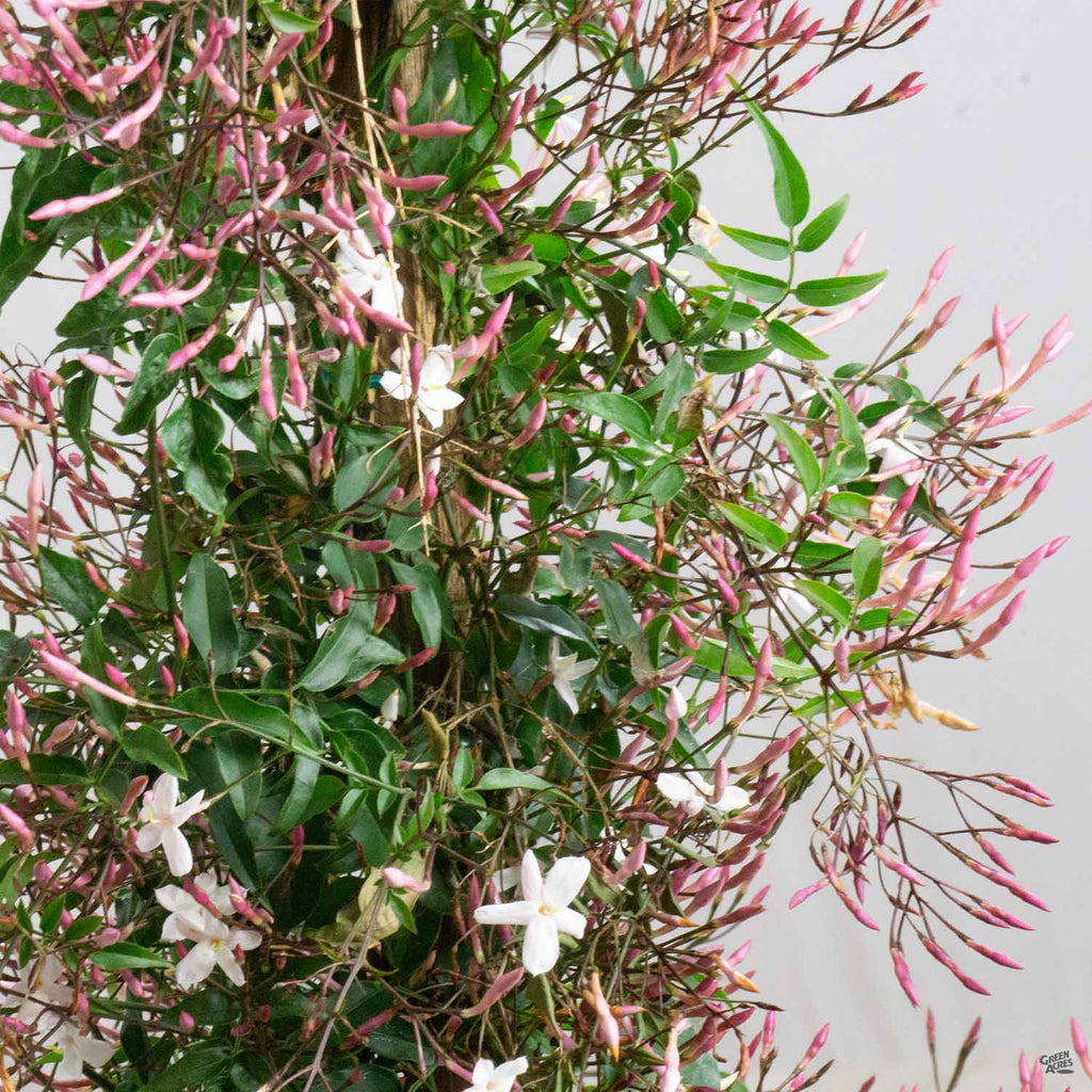 pink jasmine house plant Pink Jasmine Stake — Green Acres Nursery & Supply