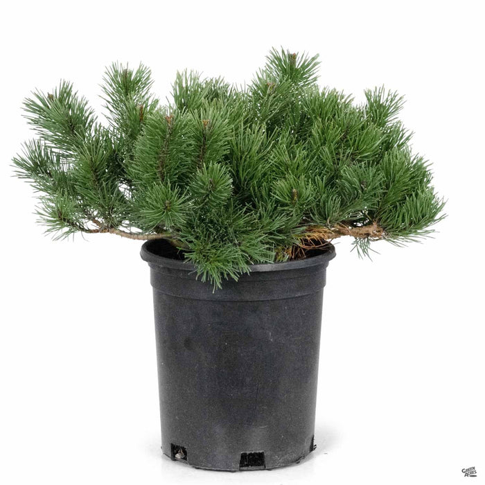 Dwarf Mugo Pine 1 gallon