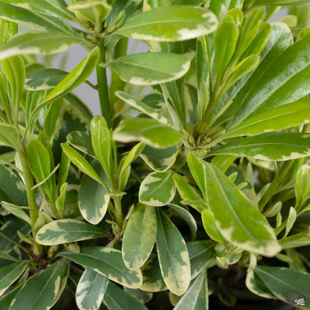 Mock Orange 'Cream de Mint' — Green Acres Nursery & Supply