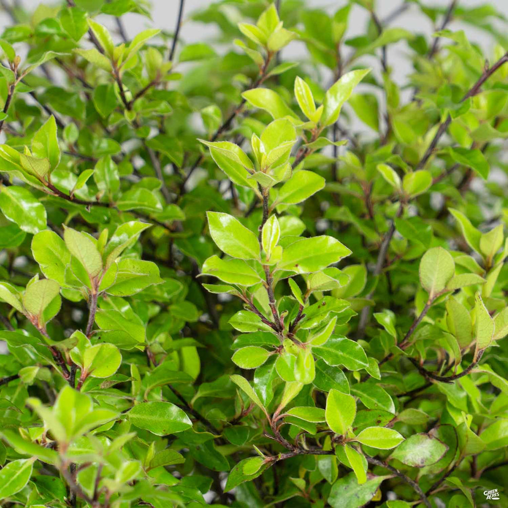Black Stem Pittosporum 'Elfin' | Shop | Green Acres Nursery & Supply