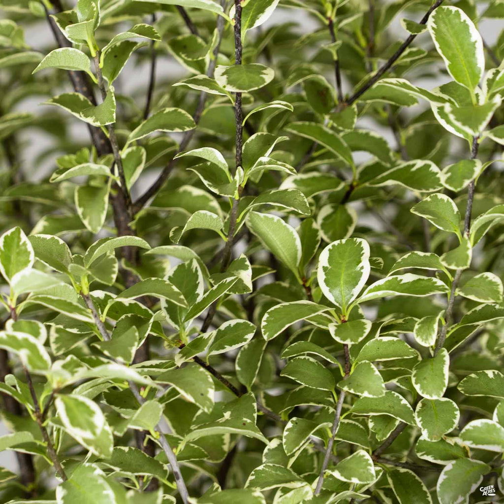 Black Stem Pittosporum 'Marjorie Channon' | Shop — Green Acres