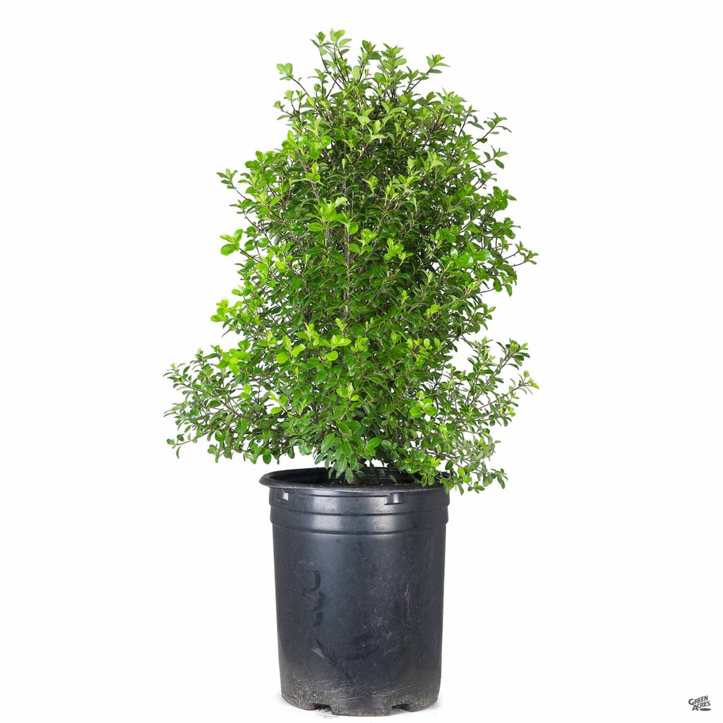 pittosporum indoor plant Black Stem Pittosporum