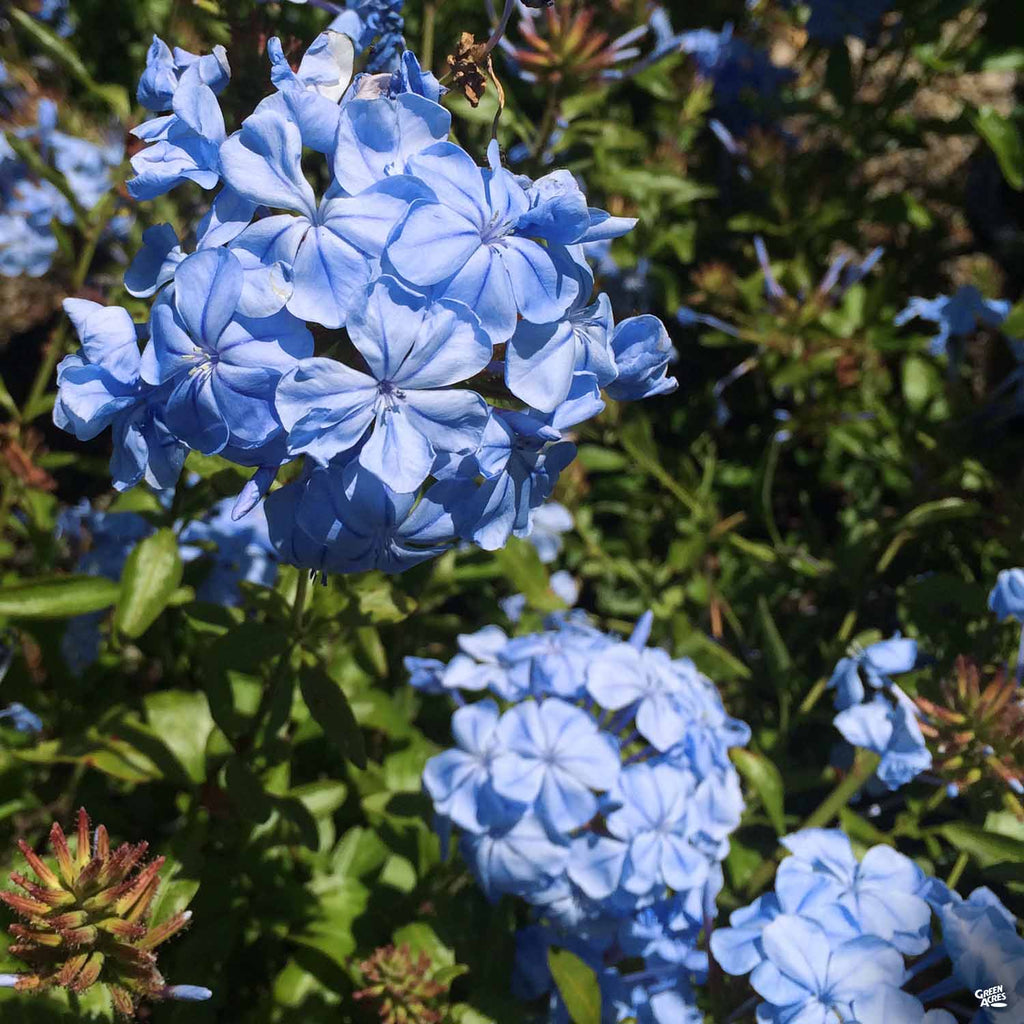 cabo plumbago