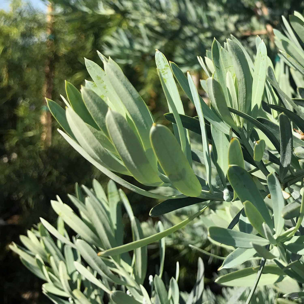 Icee Blue® Fern Pine