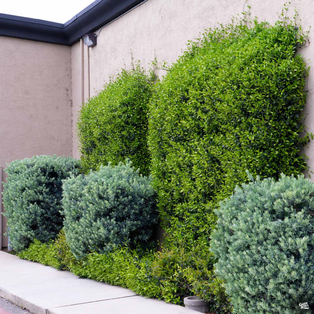 Icee Blue® Fern Pine | Monrovia — Green Acres Nursery & Supply