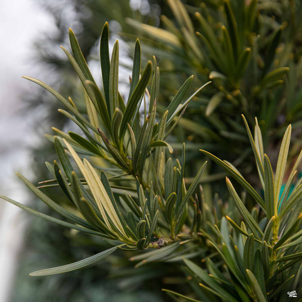 Shrubby Yew Pine 'Maki' — Green Acres Nursery & Supply