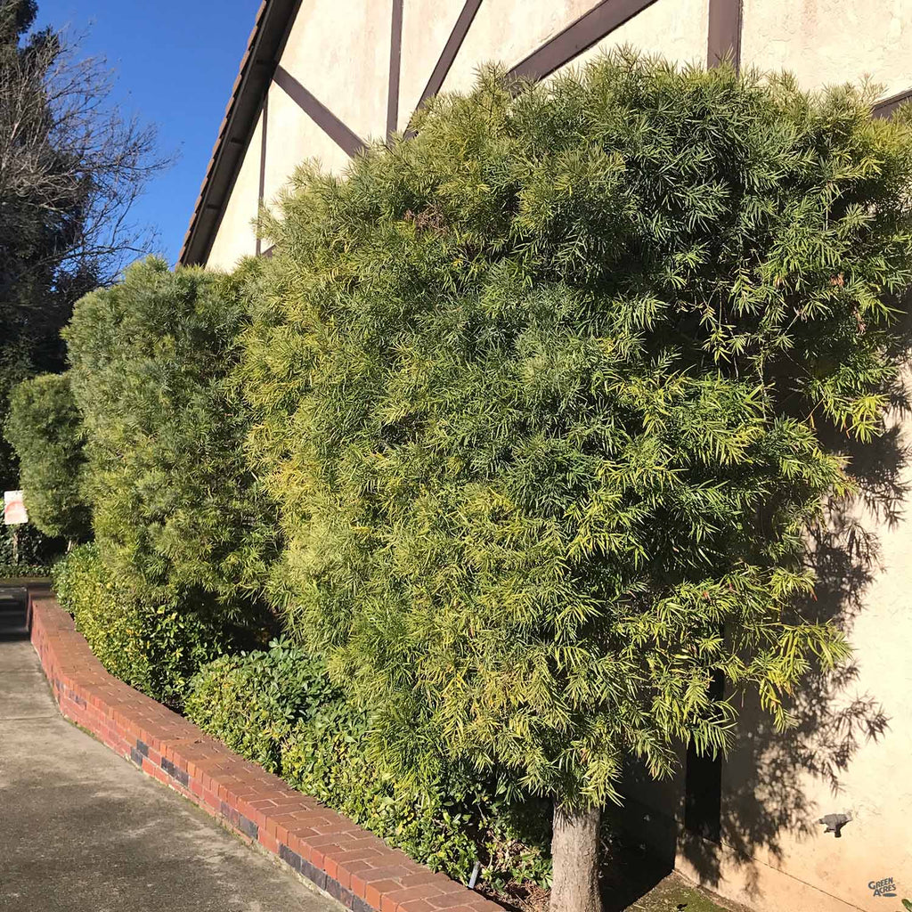 Shrubby Yew Pine 'Maki' — Green Acres Nursery & Supply