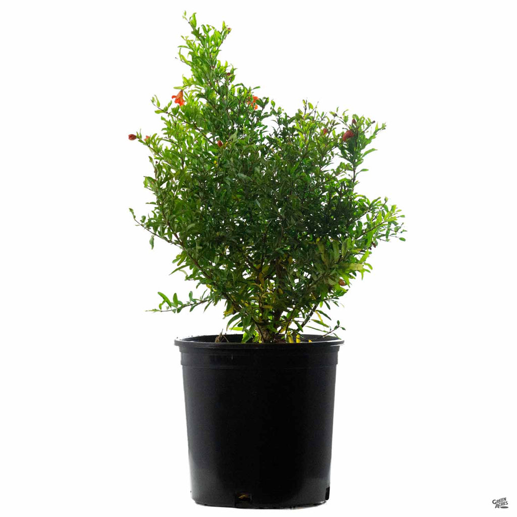 pomegranate house plant Pomegranate, Dwarf — Green Acres Nursery & Supply