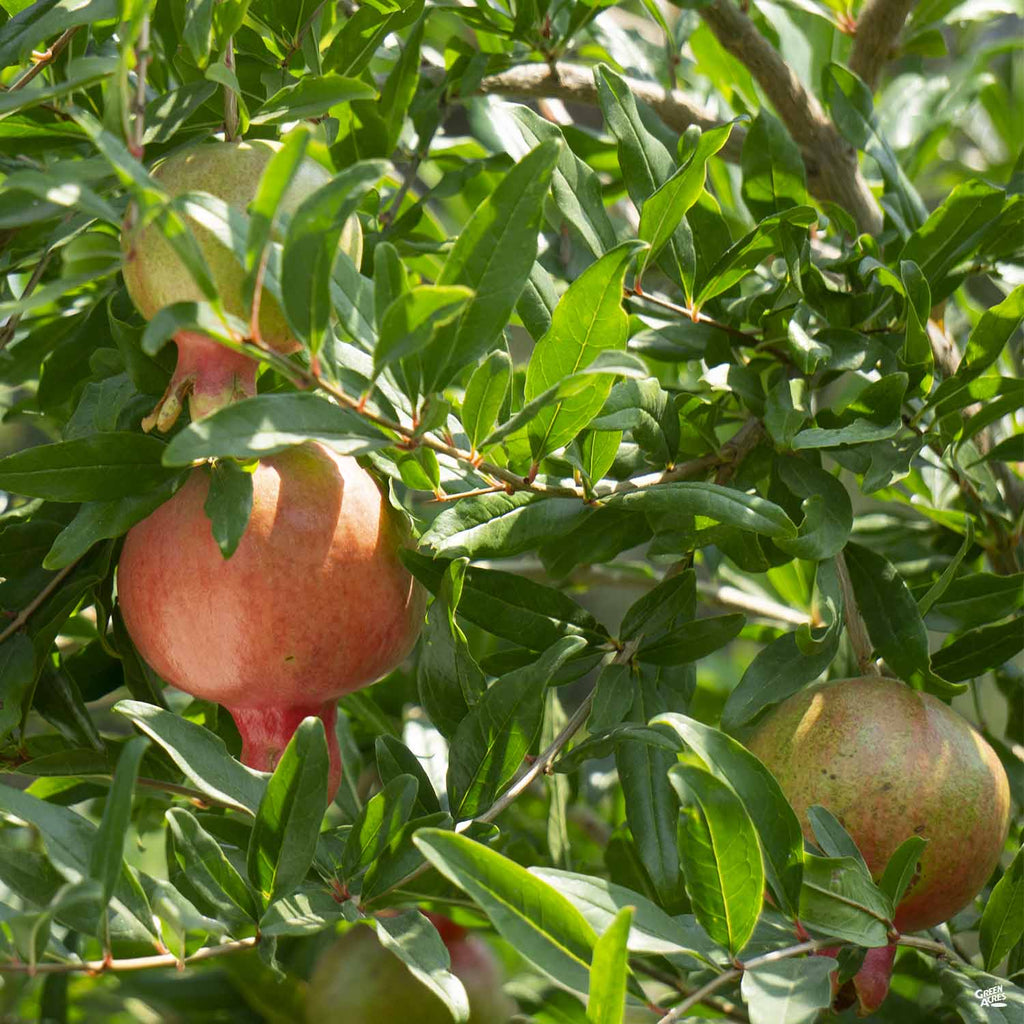 Pomegranate ‘Wonderful’ — Green Acres Nursery & Supply
